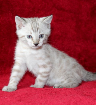 Available Bengal Kittens | Rosetted Bengals | Brown Spotted Kittens