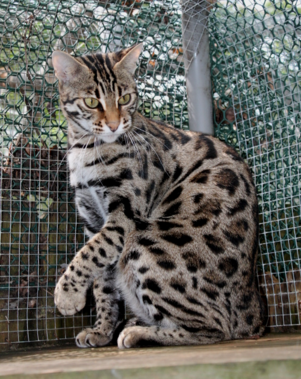 bengal cattery near me