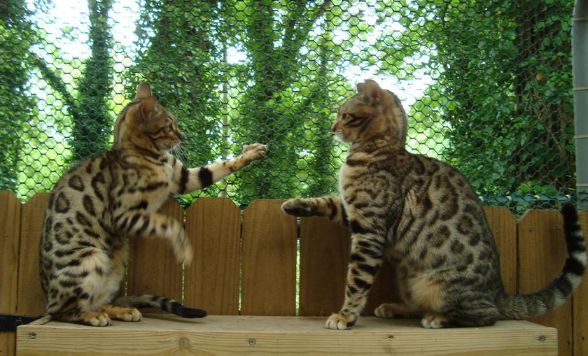 teacup bengal kittens for sale