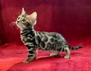 bengal kitten for sale in north carolina