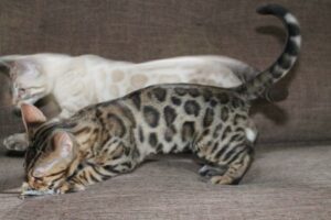 Bengal Kitten Varieties