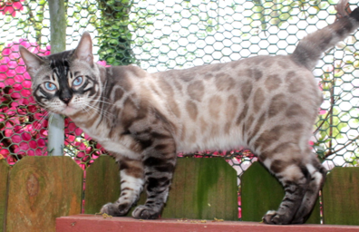 The Art of Producing Snow Bengals