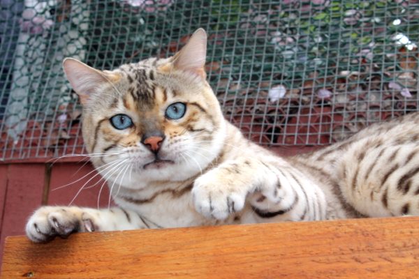 Health and Wellbeing of Snow Leopard Bengals