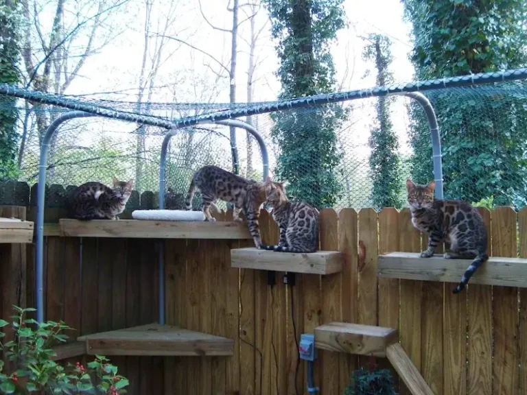 cats and kittens for sale