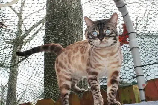 bengal cat breeder in charlotte