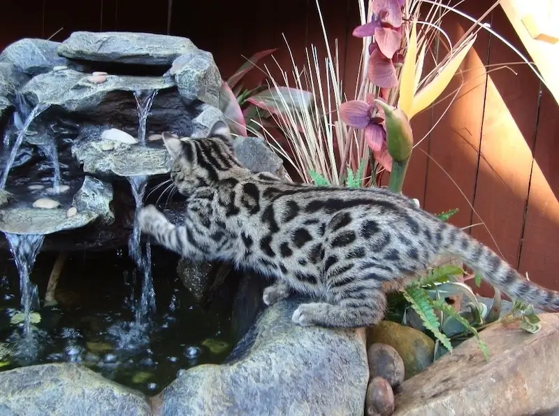 charlotte nc cat breeder